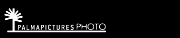 banner palmapictures-NEW_JUNE_09.gif