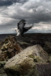 landscape photographers