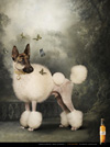 animal photographers