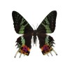 Butterfly Images