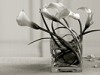 still life photographers