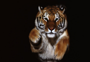 animal photographers