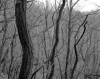 landscape photographers