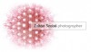 landscape photographers