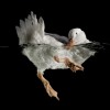 animal photographers
