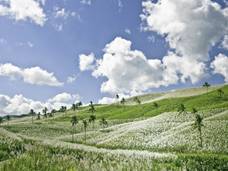 COVER PHOTO: MAURITIUS (MAZIK MORISIEN)