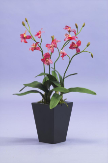  Pink Orchid gallery
