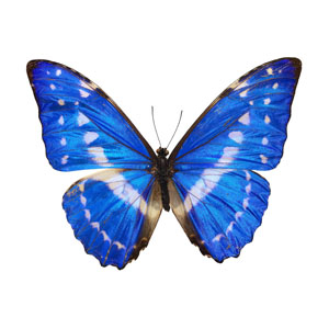 Butterfly Images
