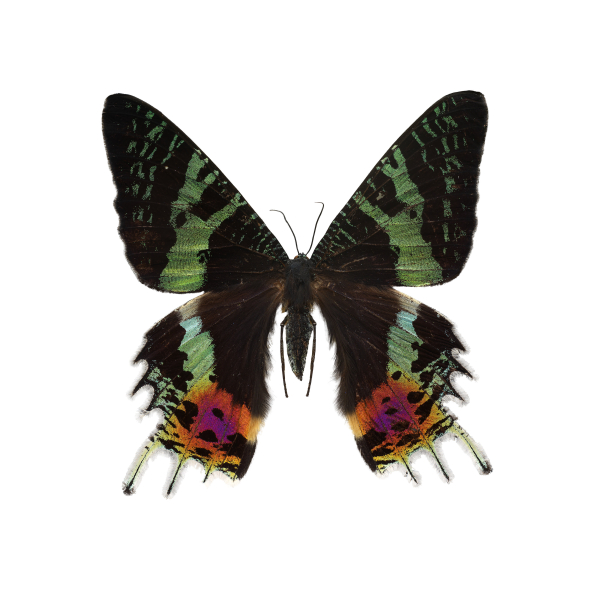 Butterfly Images