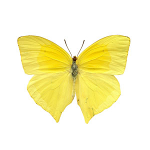 Butterfly Images