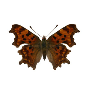 Butterfly Images