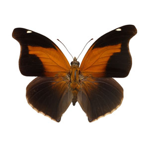 Butterfly Images