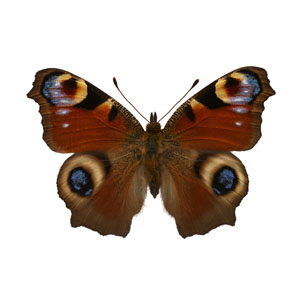 Butterfly Images