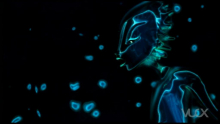  Morphogenesis - short gallery