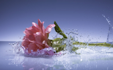 :  gallery