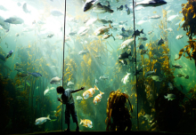 :  gallery