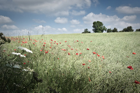 Richard Freestone