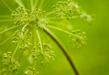  Personal Fennel gallery