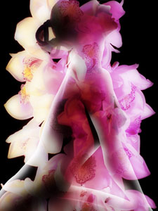 Photographer: Mierswa-Kluska gallery