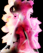 COVER PHOTO: MIERSWA KLUSKA