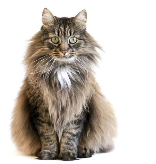Catvertise