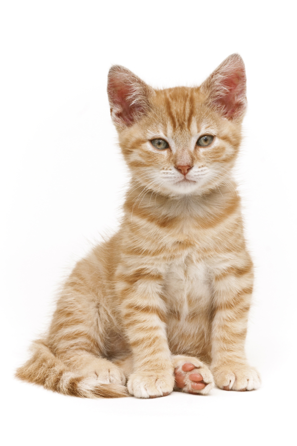 Catvertise