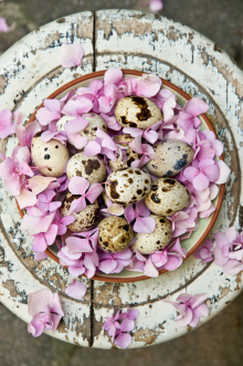  Quail Eggs gallery