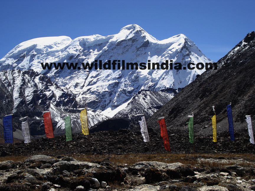 Production: Wilderness Films gallery