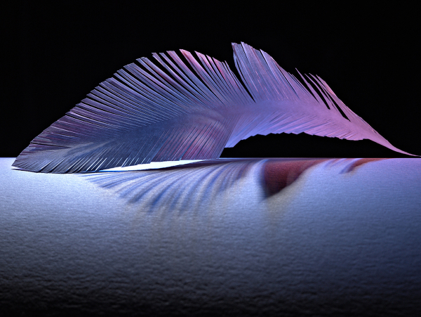 Daniel Herendi Photography