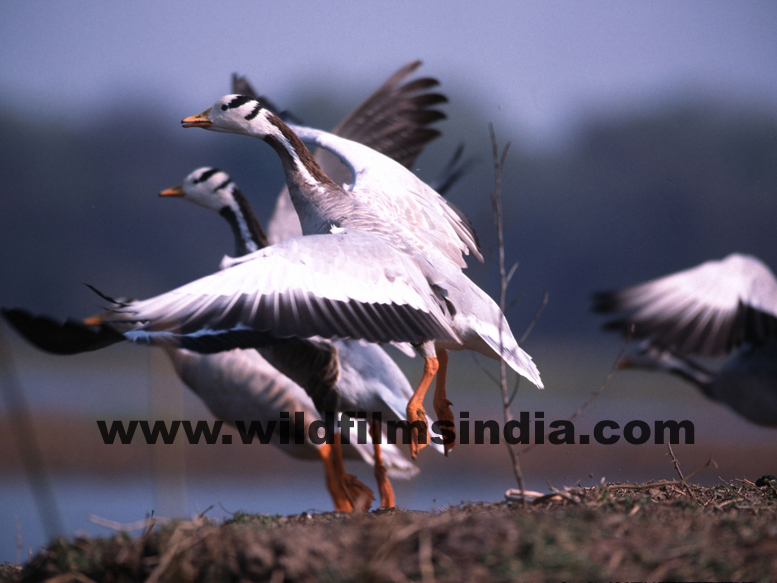 Wilderness Films India Ltd.