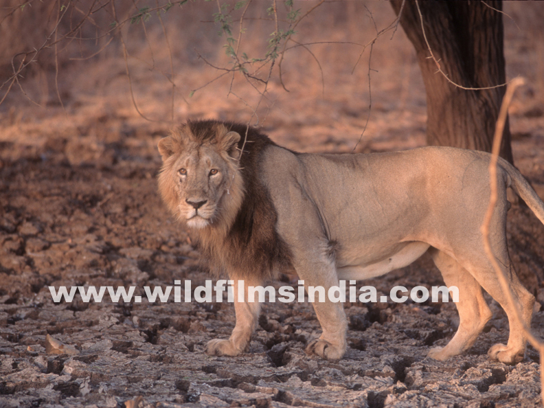 Wilderness Films India Ltd.