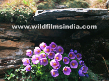 :  gallery