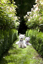 hamish trounson