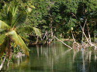 Sasi Caribbean