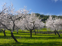 Orange Valley