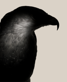  Personal Project - Birds gallery