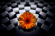 :  gallery