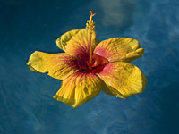 GOLDENPHOTO
