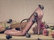  Shoes Knickers and Snails gallery