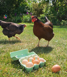  natural eggs gallery