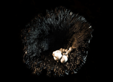 Title: cygnusX gallery