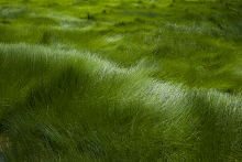 :  gallery