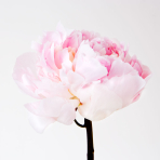 aaron graubart photography
