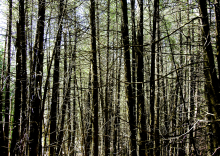  The Woods gallery