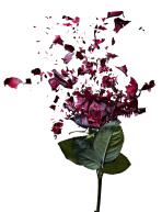 michael van emde boas, photography