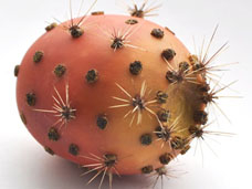 Juicy Fruits Model Maker