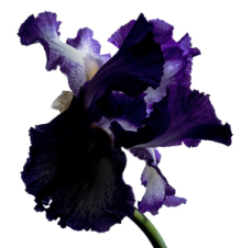 :  gallery