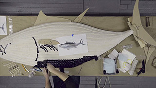 Costa-making of Bluefin Tuna  gallery