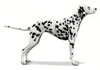 Spotty Dog Productions
