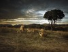 animal photographers
